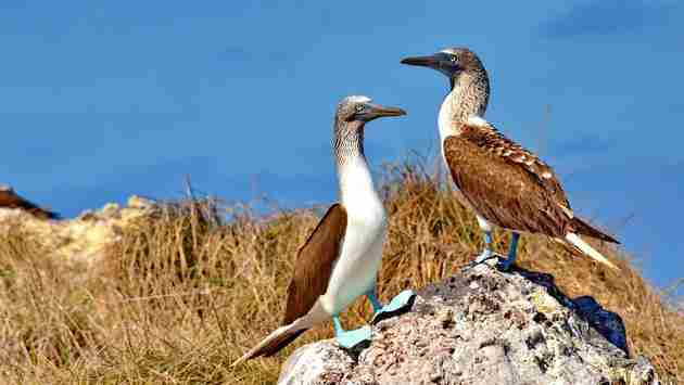 Isla Isabel: Paradise Found in San Blas