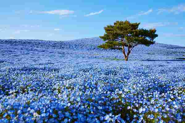 A sea of blue nemophila plants in bloom is luring visitors to Ibaraki in Japan