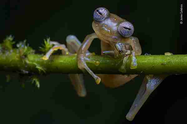 These award-winning images show the challenges facing our natural world