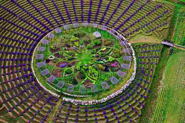 See the blooming mystical ‘Lavender labyrinth’ in Michigan